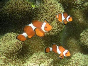 3 clownfish which depicts Nemo int he movie finding nemo with anemone in the background