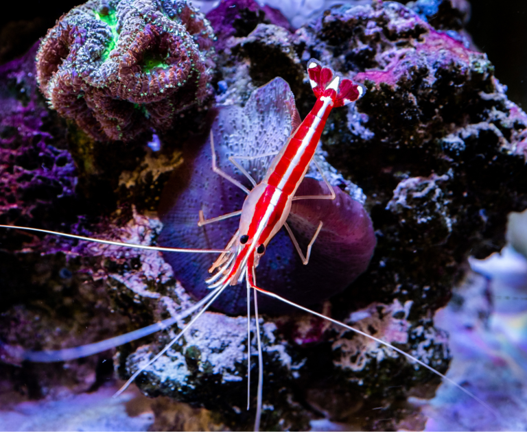 What Types of Fish are in Finding Nemo PetAquariums