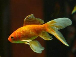 A single Goldfish Swimming in the Aquarium