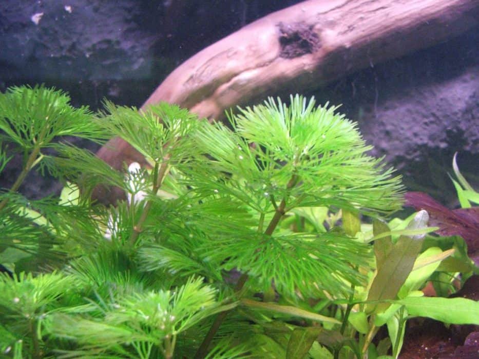 fish cabomba coldwater keeping plants need happy caroliniana