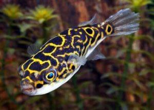 Dichotomyctere ocellatus, commonly the figure 8 puffer or eyespot puffer
