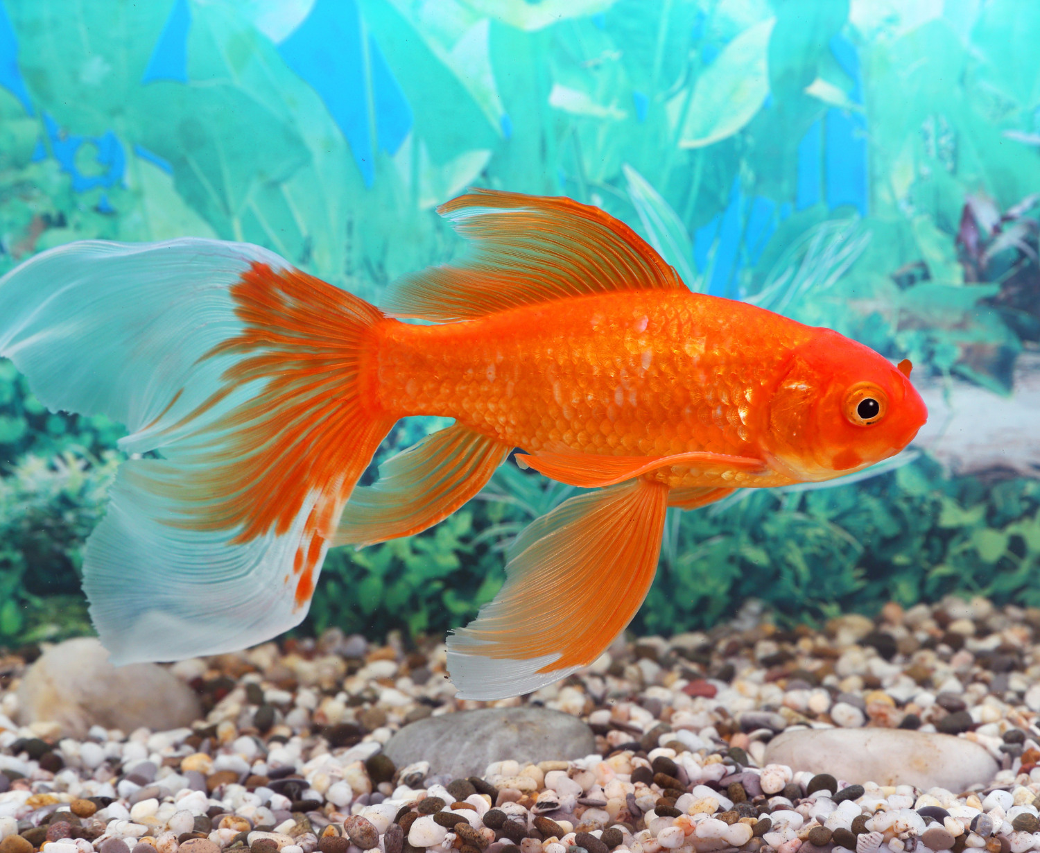 What Is the Most Beautiful Fish for An Aquarium? - PetAquariums