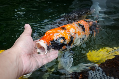 koi fish recognized their owners