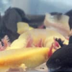 axolotls06 PetAquariums Home