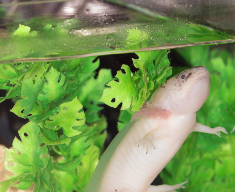 Do Axolotls Need Air? PetAquariums