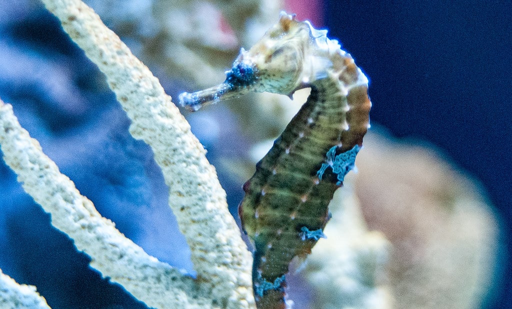 Seahorse061307 PetAquariums What Can You Put in a Tank with Seahorses?