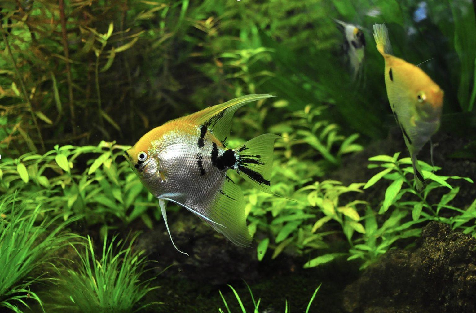 Fresh Look at How To Keep Your Fish Tank Clear Using Sand As
