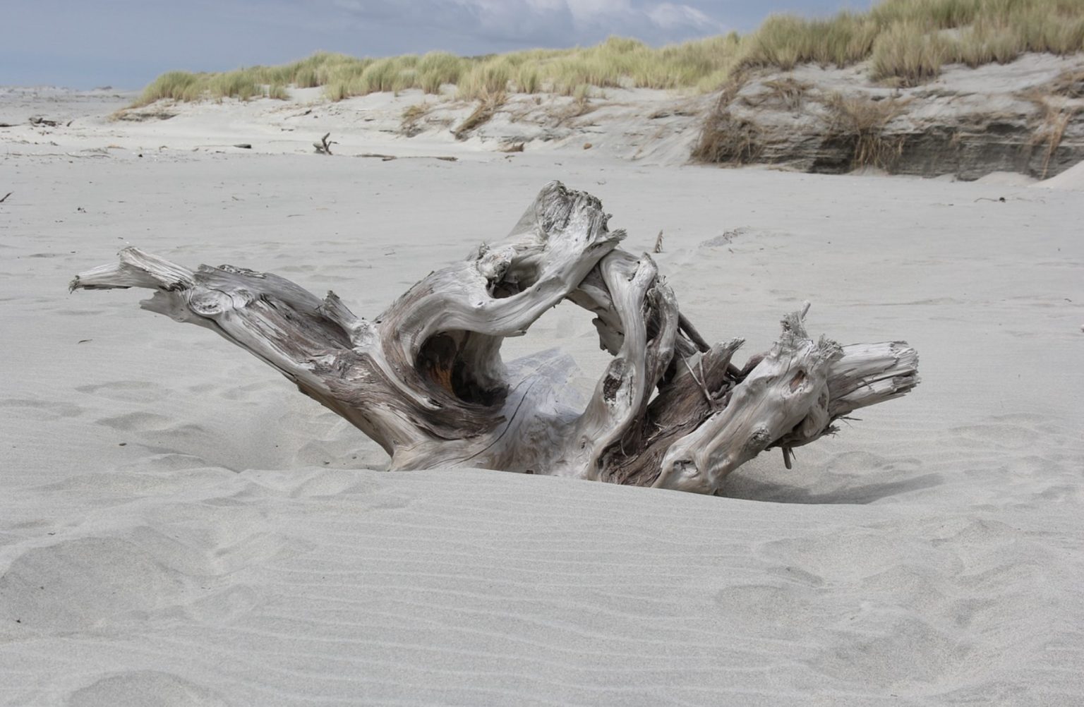How Long Does Driftwood Last in an Aquarium? PetAquariums