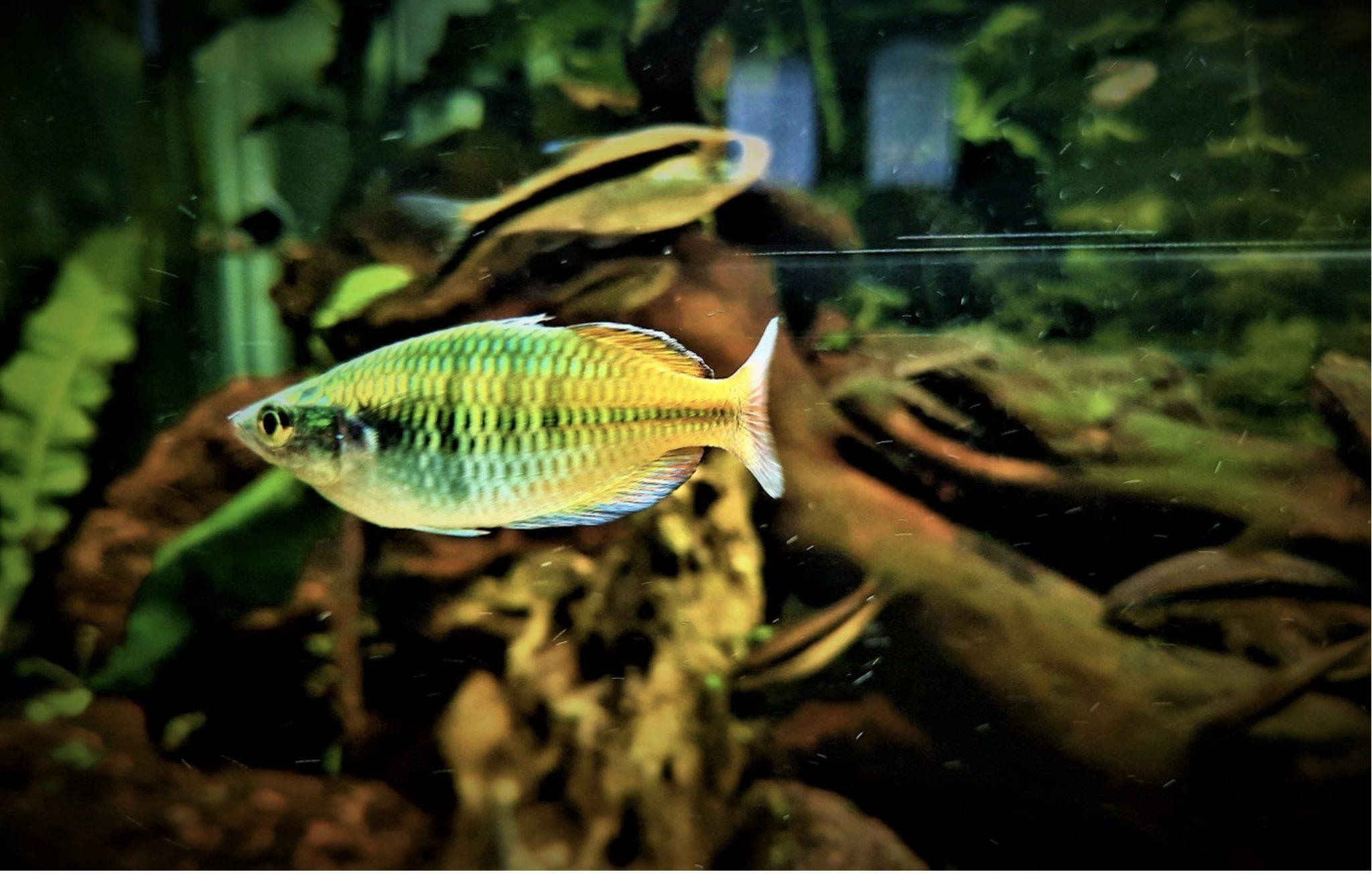 Fresh Look at Are Rainbow Fish Compatible With Neon Tetras