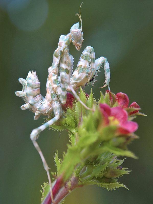 Insects For Pets How to Set Up an Insect Terrarium for Your Pet Insects